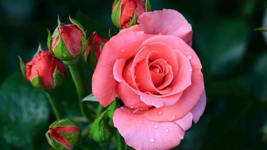 壁纸 粉红色的玫瑰微距摄影,水滴