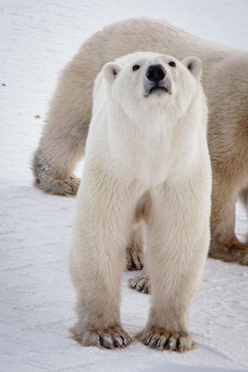 北极熊是生活在北极地区的壮观而威武的哺乳动物