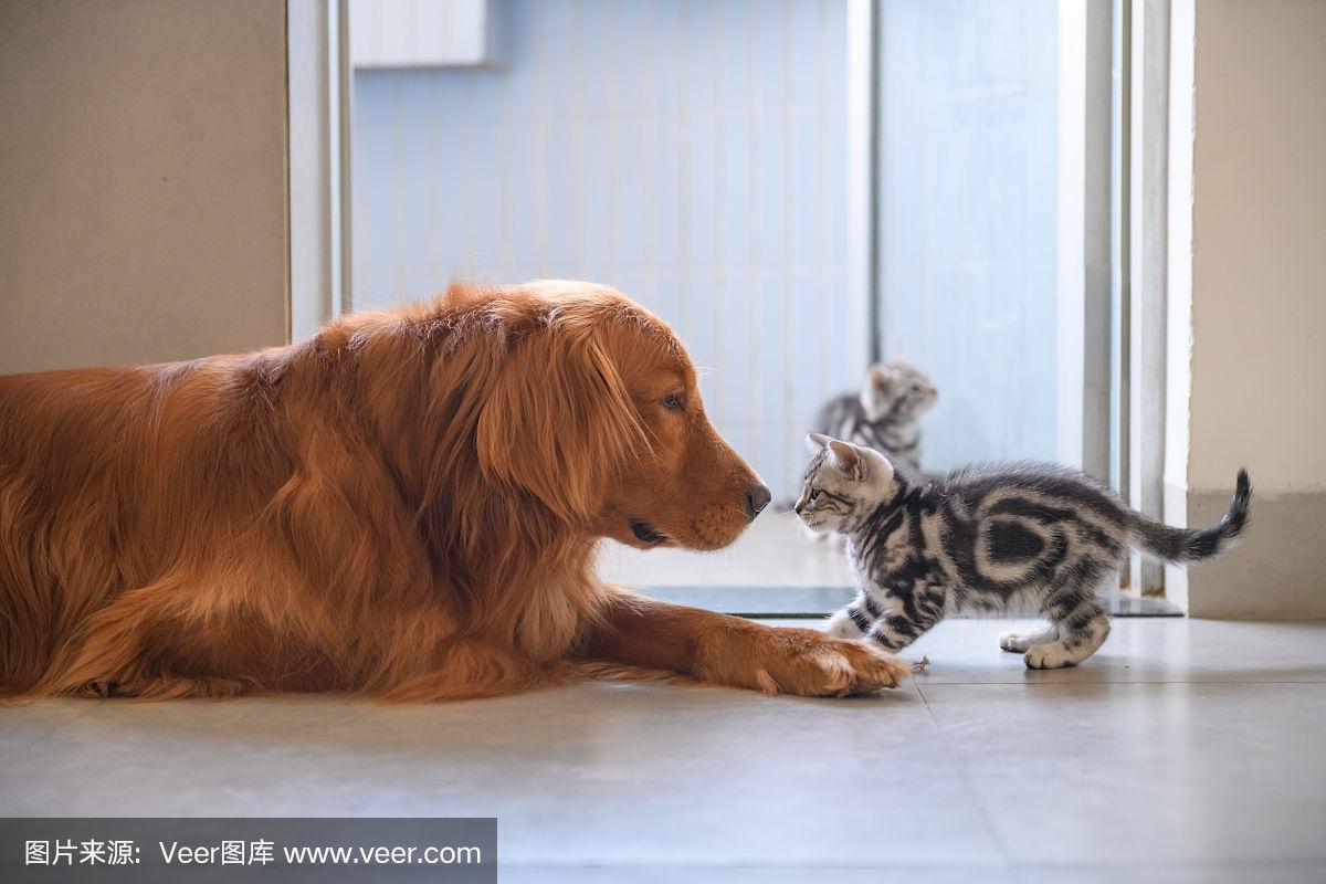 小猫和金毛猎犬