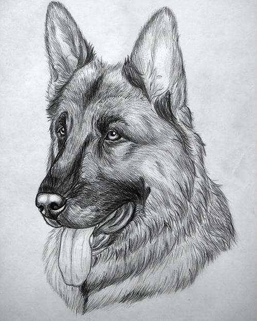 动物漫画图片铅笔画(用一只简单的铅笔画狗) - 赤虎壹号
