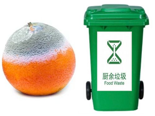 腐烂的橙子放在绿颜色的厨余垃圾桶.