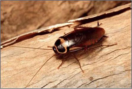 家中的蟑螂一般分两种:一种是大蠊,主要是美洲大蠊和少数澳洲大蠊.