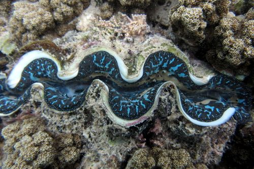 org · boring giant clam, observed by pierre_t on april 8, 2014