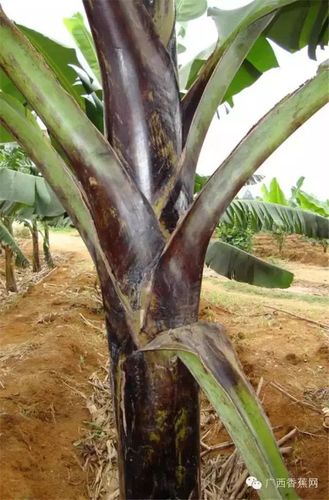 黑疫病等,是近几年香蕉种植区新发生的一种病害,主要是危害香蕉叶鞘