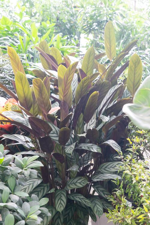 新飞羽竹芋的养殖方法和注意事项适合多大的盆