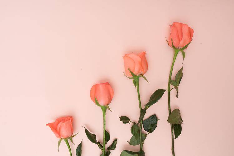 粉色玫瑰花和花瓣图片鲜花玫瑰花瓣