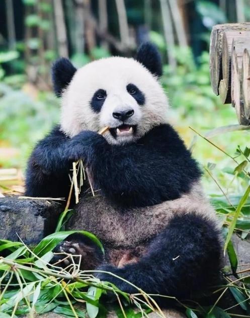 你所不了解的大熊猫丨蒋昌忠国宝修竹图卷系列作品欣赏