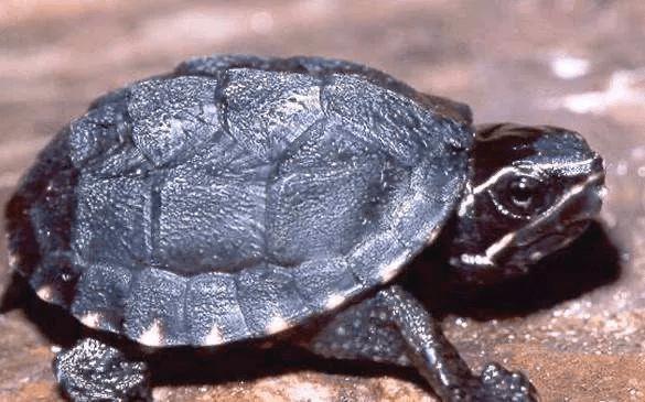 最好养的深水龟麝香龟