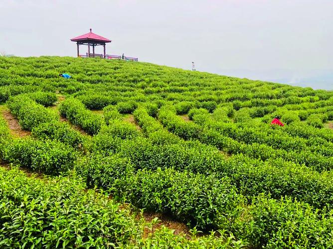 湖北大冶生态茶里致富经探寻大冶茶产业发展之路四