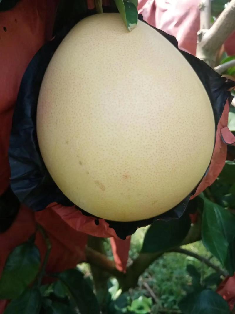 金秋九月,广西宜州三红蜜柚开始上市啦!品质好口感好!量大!想 - 抖音