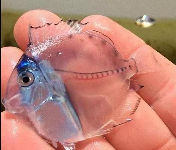 这种鱼全身通透,被称为"透明鱼",爱钓鱼的你见过吗