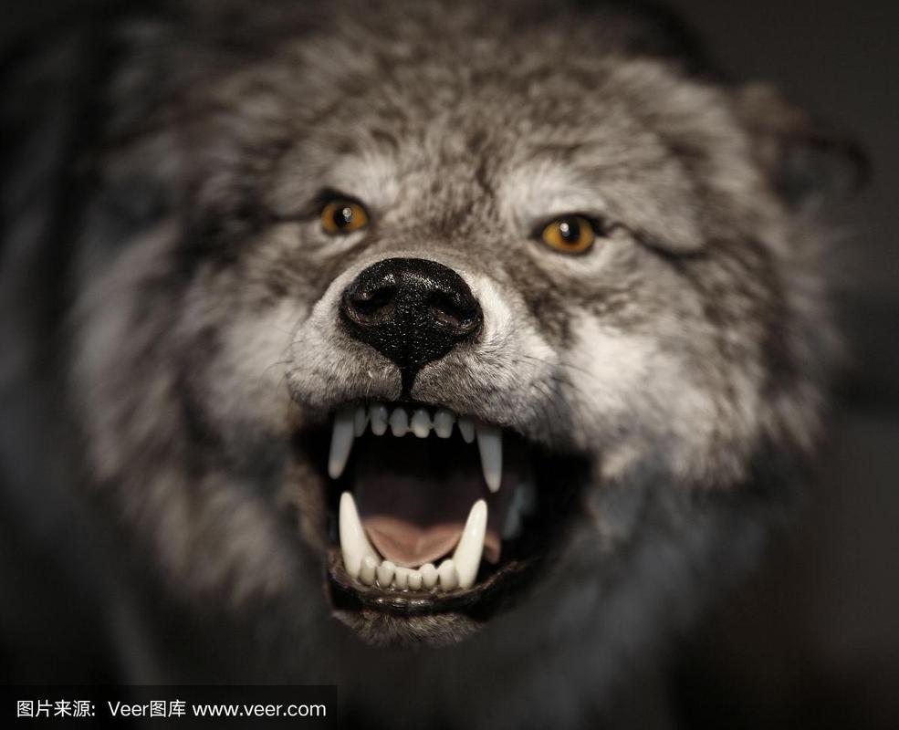 一只露出牙齿咆哮的北极狼