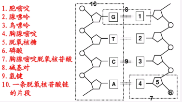 dna的分子结构模式图