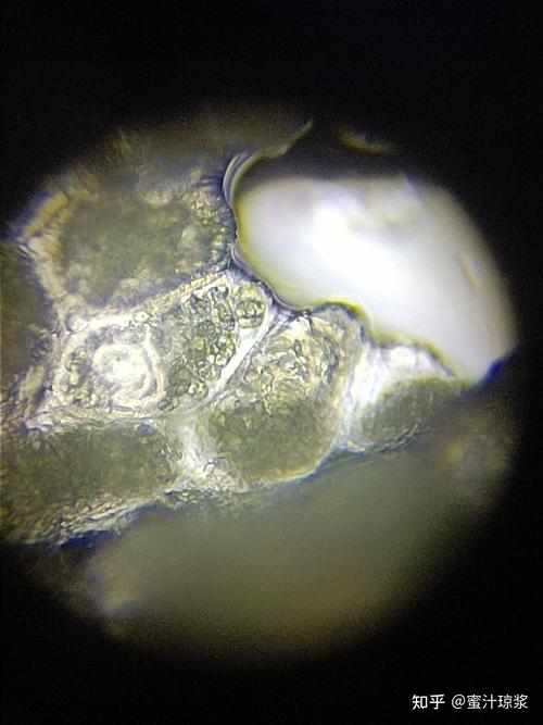 光学显微镜观察土豆豌豆花生玉米