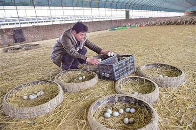 副食品有限公司蛋鸭养殖产业基地里,工人忙着赶鸭子出棚晒太阳,收鸭蛋