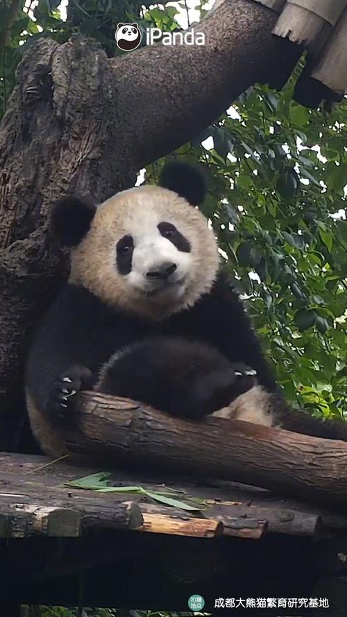 大熊猫素颜长什么样自带阴影和高光天生丽质不是说说而已