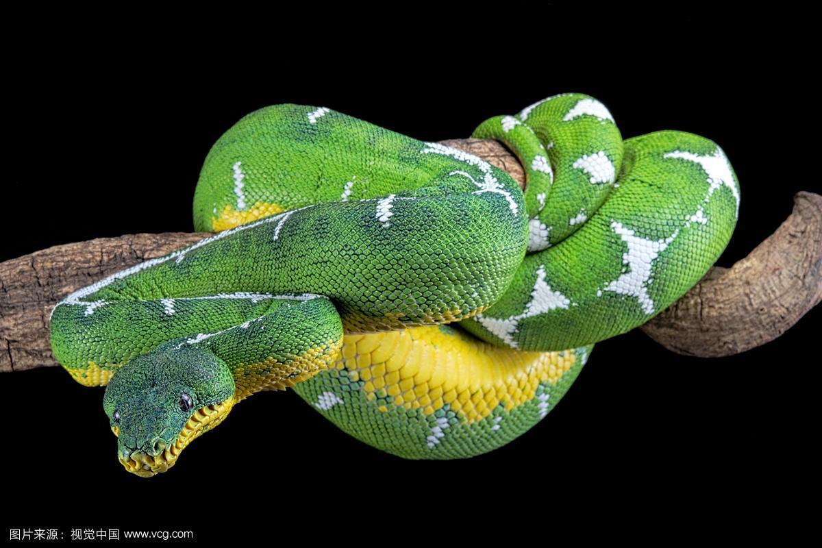 亚马逊盆地翡翠树蟒蛇(珊瑚),圈养,秘鲁,南美洲
