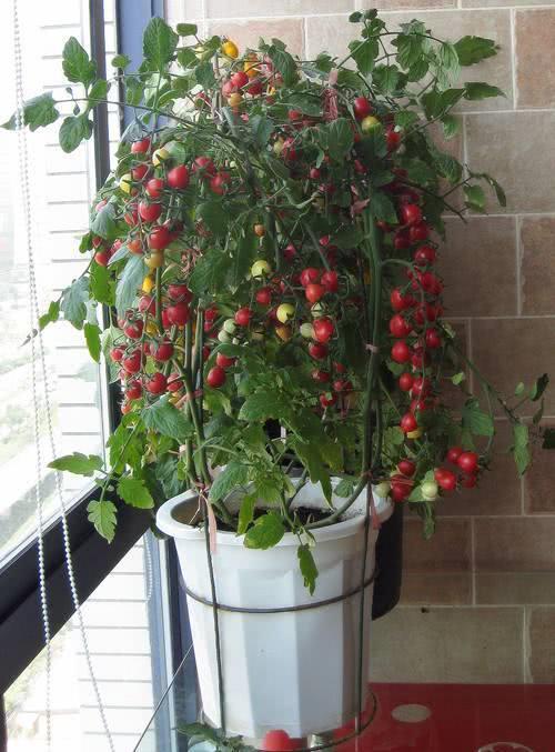 阳台盆栽西红柿盆里埋点这个肥猛窜1米多挂满几百个小番茄