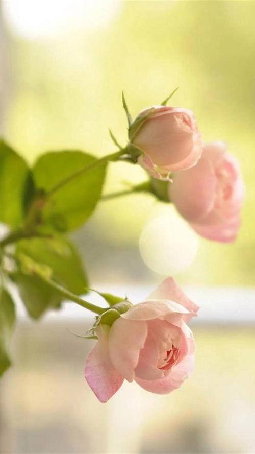 唯美壁纸:粉色玫瑰花