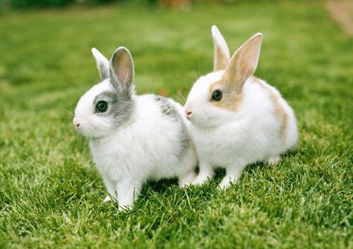 两只小兔子