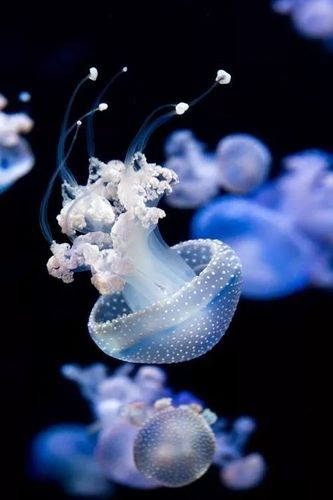 最可爱的水母——珍珠水母珍珠水母,有一明显的伞状结构,在水母伞上