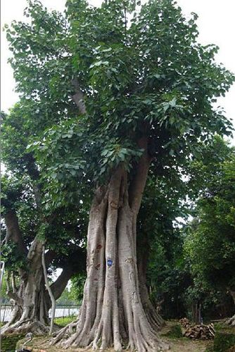 菩提树的繁殖方法