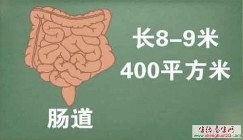 肠道总面积有多大-肠道的长度