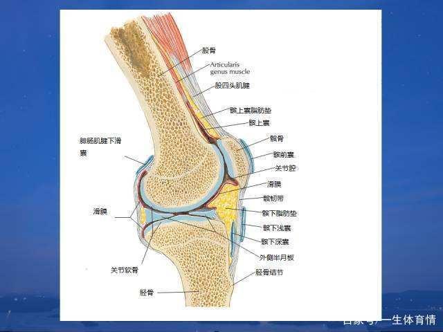 膝关节生理结构