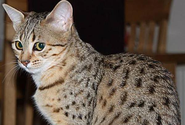 外表和性格最不符合的猫咪孟加拉猫