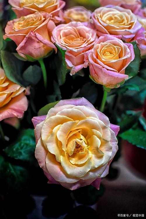 你知道世界著名的玫瑰花产地有哪些,各自有什么特点吗?