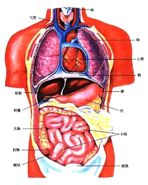 人体腹部器官图