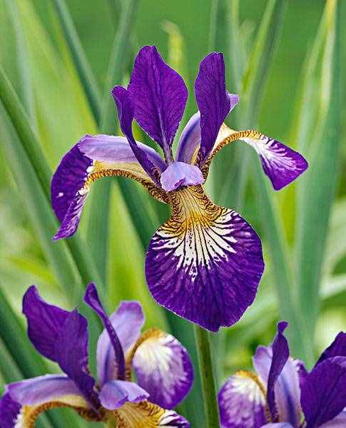 鸢尾花花语紫色鸢尾花的寓意和象征