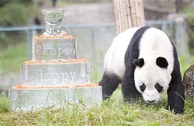 世界最年长雄性大熊猫"盼盼"离世