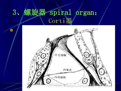 3,螺旋器 spiral organ:又 称corti器