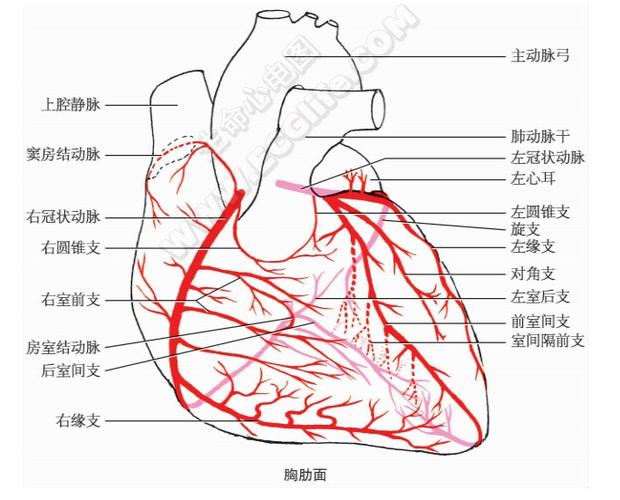 左冠状动脉结构分布