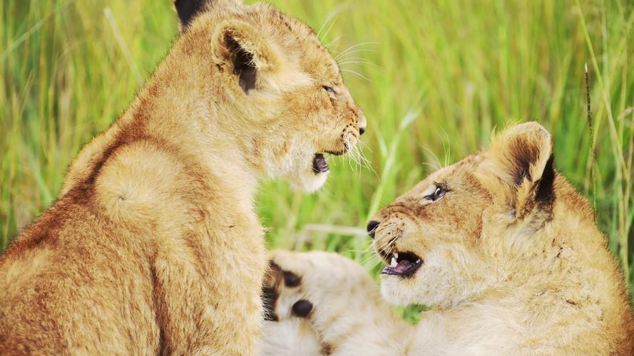 慢动作的狮子幼崽在非洲玩耍,可爱可爱的小野生动物,狮子在肯尼亚马赛