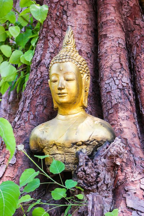 佛祖在菩提树的头