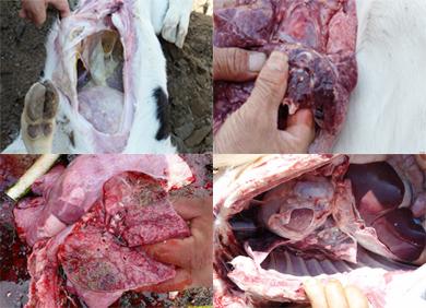 羊传染性胸膜肺炎的诊断与防治方案