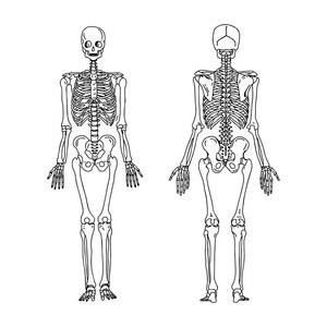 人类骨骼素描图片