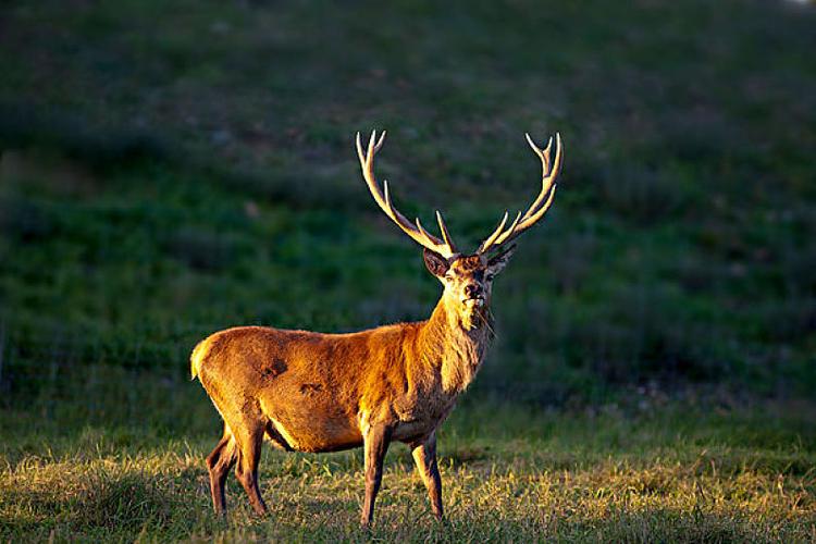 雄性,麋鹿,鹿属,鹿_高清图片_全景视觉