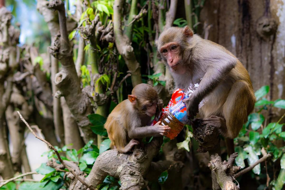 突然想起来了只张照片[捂脸]呢天这些一群猴子把艾力手上的红 - 抖音