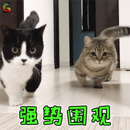 强势围观搞怪围观猫猫咪soogifsoogif出品gif动图_动态图_表情包下载