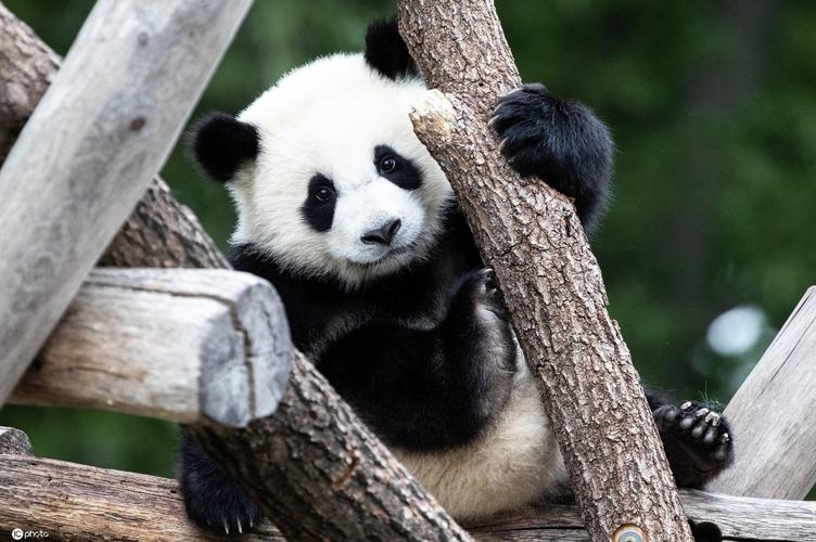 柏林大熊猫双胞胎与游客见面 趴着呼呼大睡挠痒痒