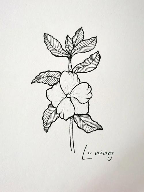 针管笔手绘花卉