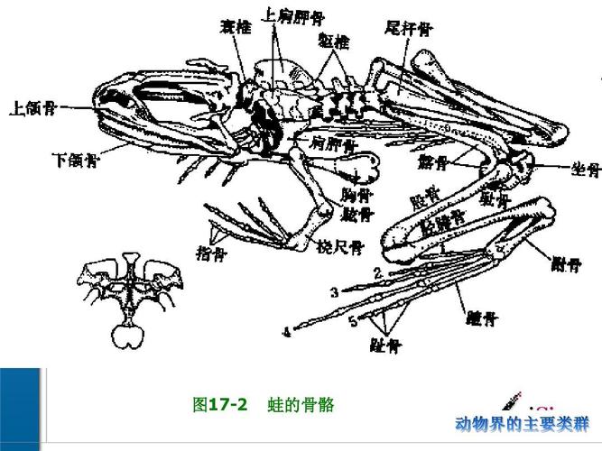 李亚东 医学生物学 图17-2 蛙的骨骼