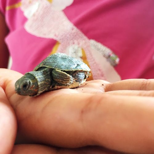 小乌龟出生记