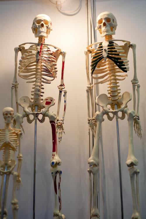 人体模型,全身骨,人体模型,全身骨