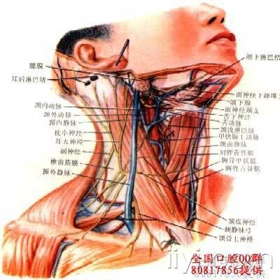 颈部深层解剖图片