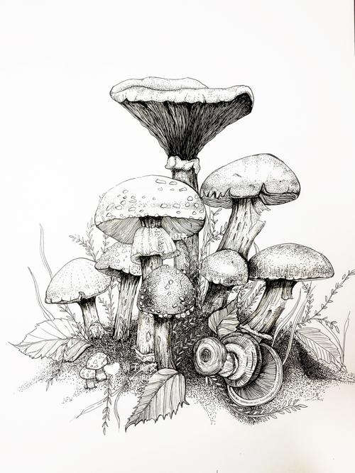 黑白装饰画野蘑菇