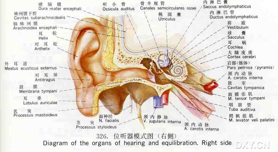 【求助】耳朵的细微结构